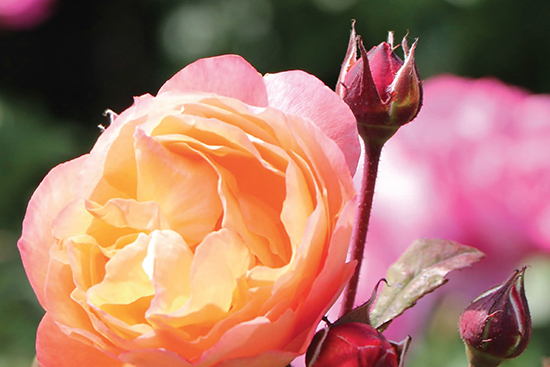 image-rose-15th-convention-home