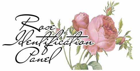 Rose-identification